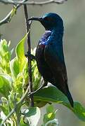 Purple Sunbird