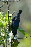 Purple Sunbird