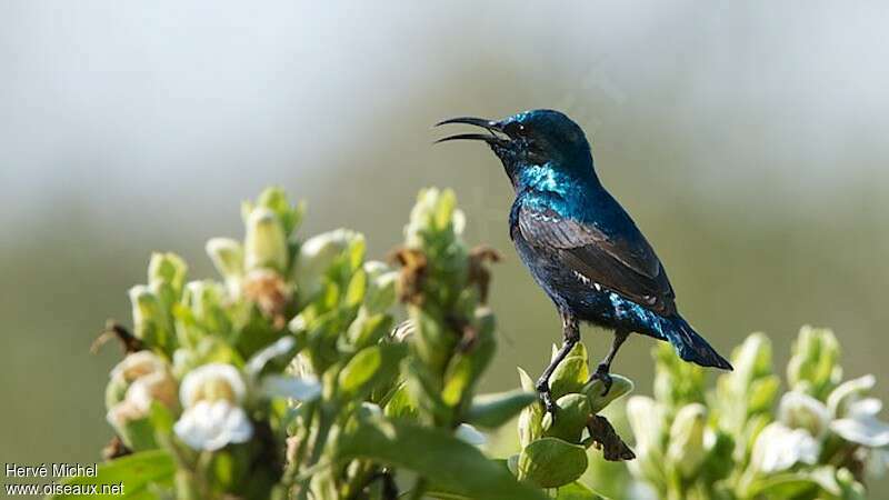 Purple Sunbird male adult breeding, identification