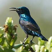 Purple Sunbird