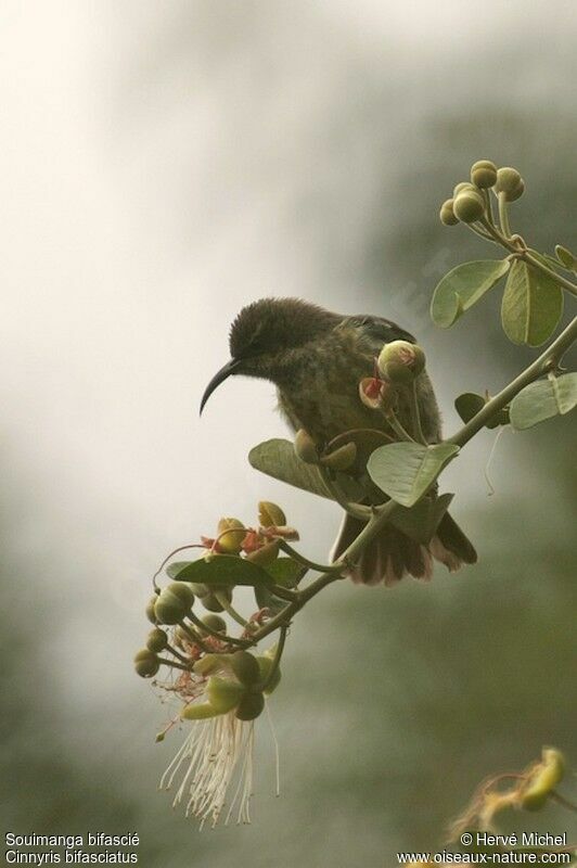 Purple-banded Sunbird female