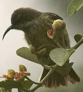 Purple-banded Sunbird