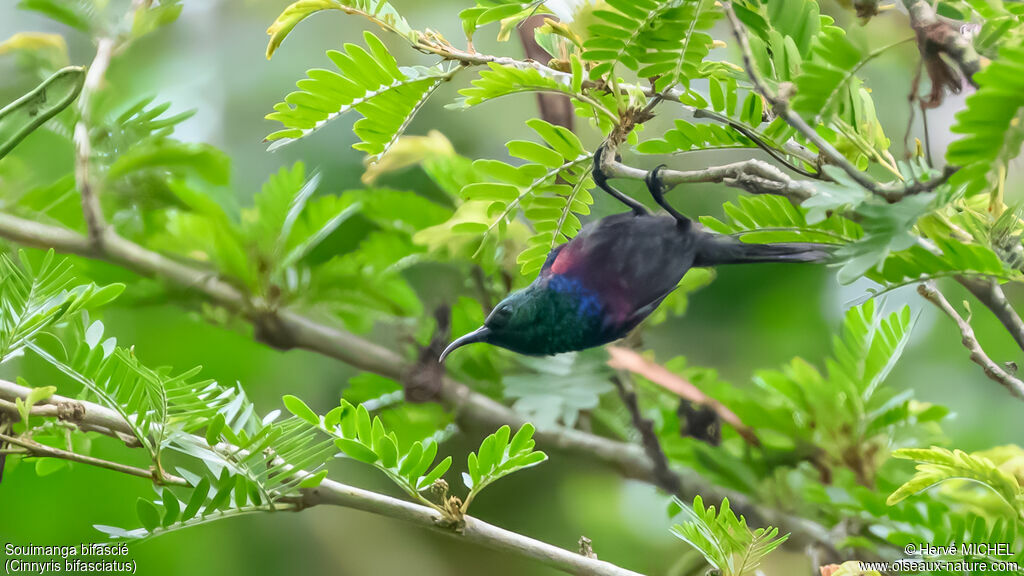 Souimanga bifascié