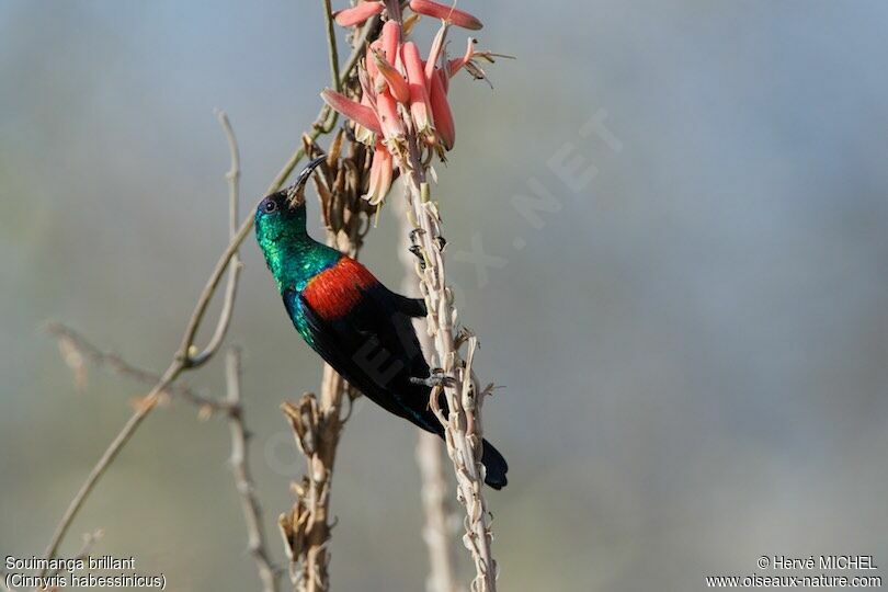 Abyssinian Sunbird male adult breeding