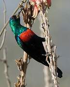 Shining Sunbird