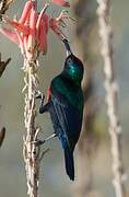 Shining Sunbird