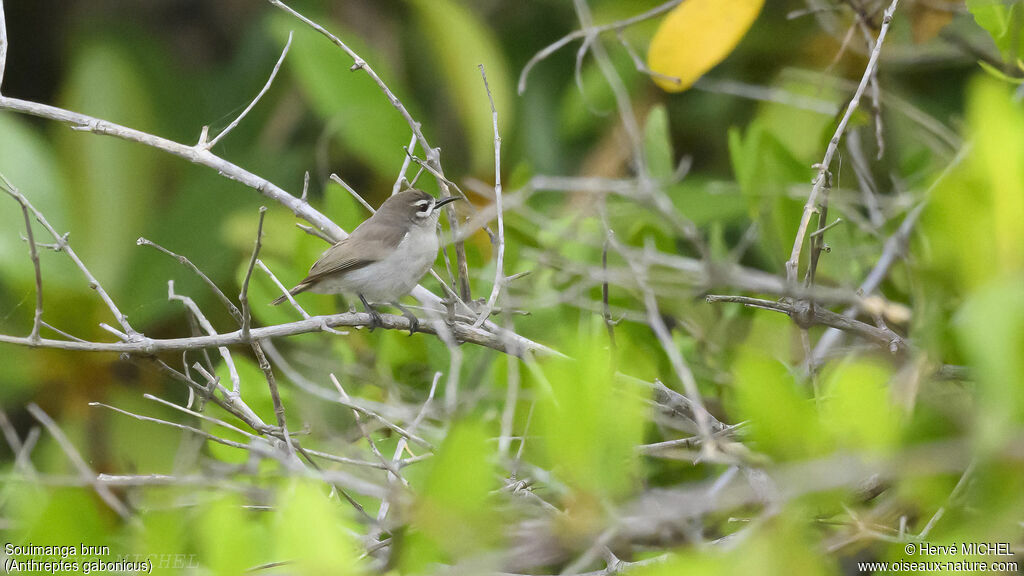 Mangrove Sunbird