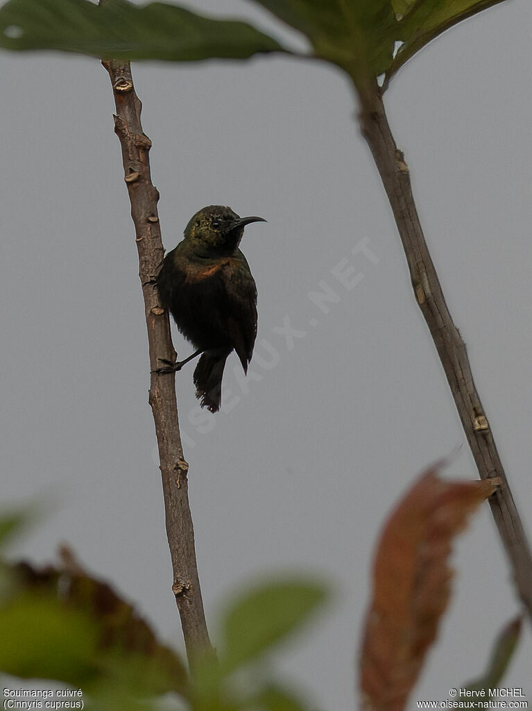 Copper Sunbird