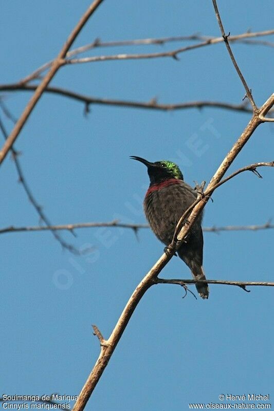 Marico Sunbird male adult breeding