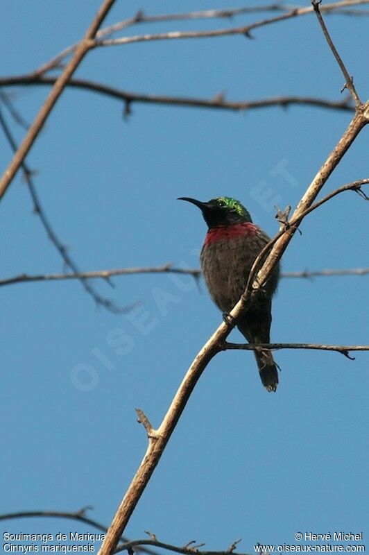 Marico Sunbird male adult breeding