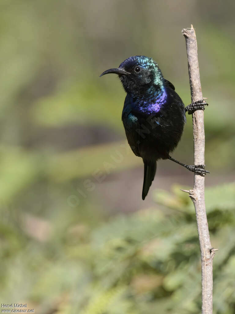 Palestine Sunbird male adult breeding, identification