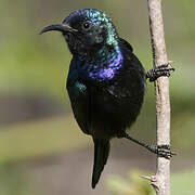 Palestine Sunbird