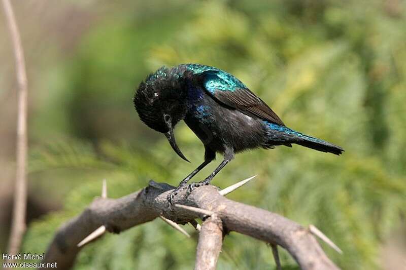 Palestine Sunbird male adult breeding, identification