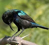 Palestine Sunbird