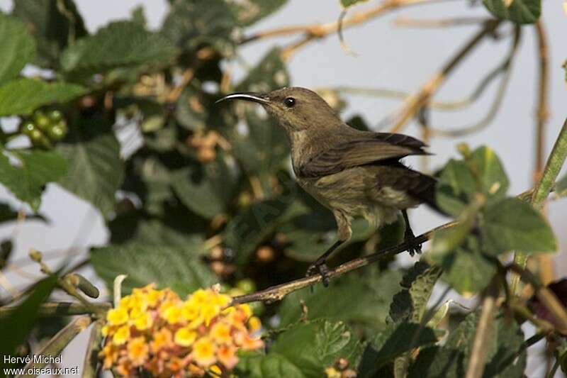 Palestine Sunbird female adult, identification