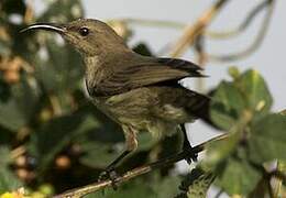 Palestine Sunbird