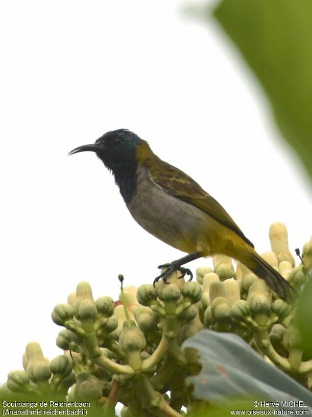 Reichenbach's Sunbird