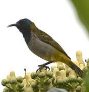 Reichenbach's Sunbird