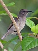 Seychelles Sunbird