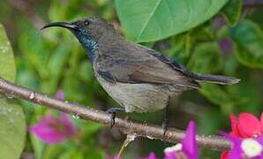 Seychelles Sunbird