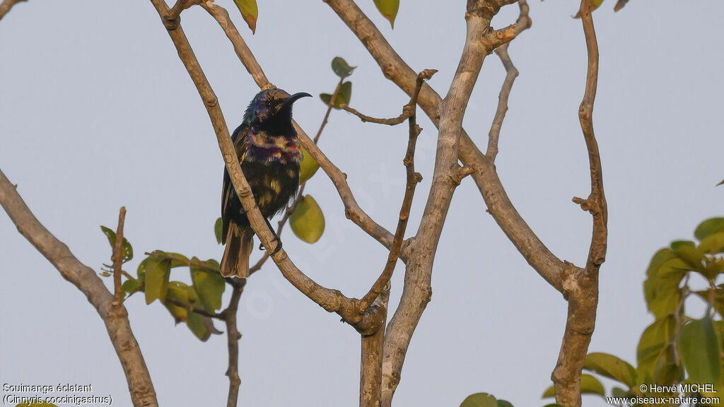 Splendid Sunbird male adult transition