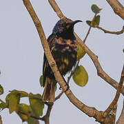 Splendid Sunbird