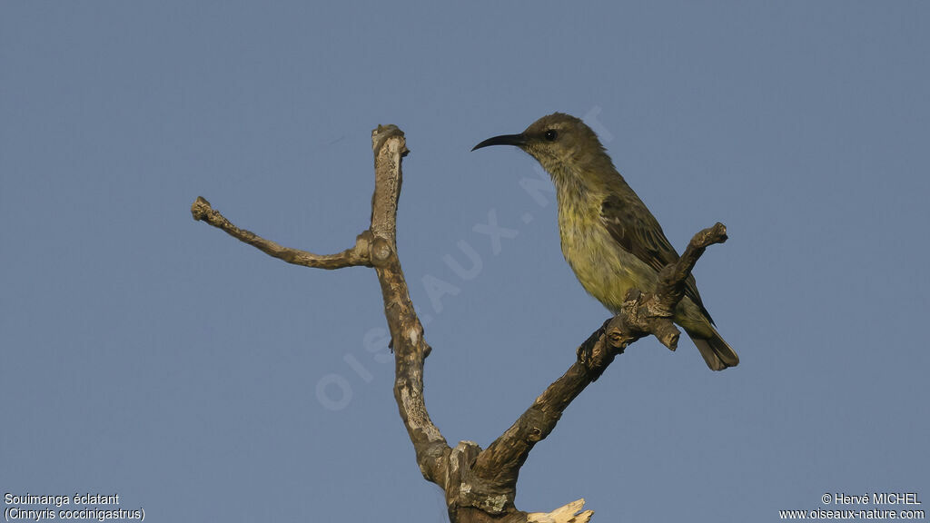 Splendid Sunbird female