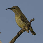 Splendid Sunbird