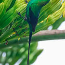 Souimanga malachite
