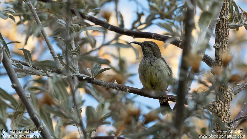 Souimanga Sunbird female