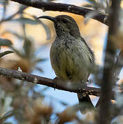 Souimanga Sunbird