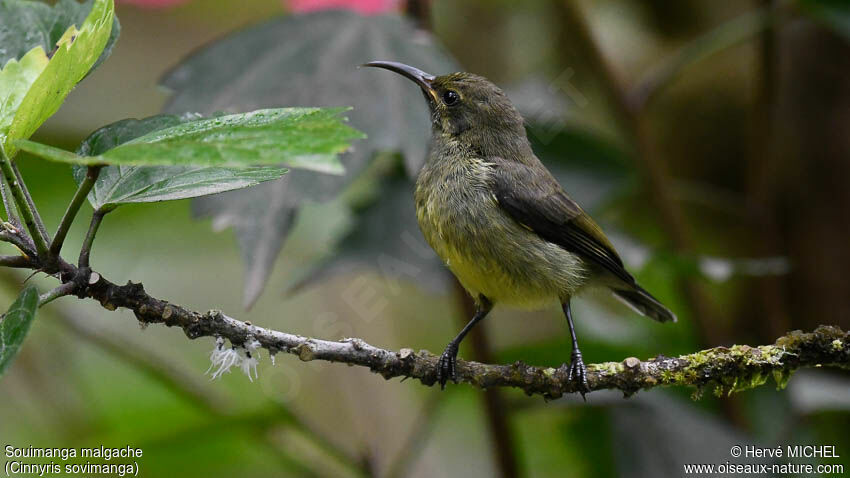 Souimanga Sunbird male immature