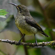 Souimanga Sunbird