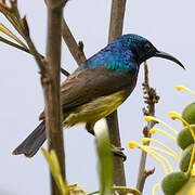 Souimanga Sunbird
