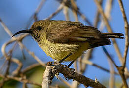 Souimanga Sunbird