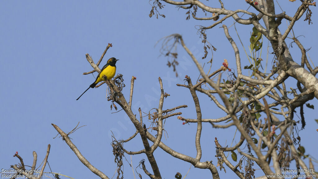 Pygmy Sunbird