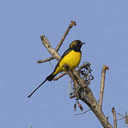 Pygmy Sunbird