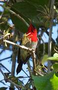 Crimson Sunbird