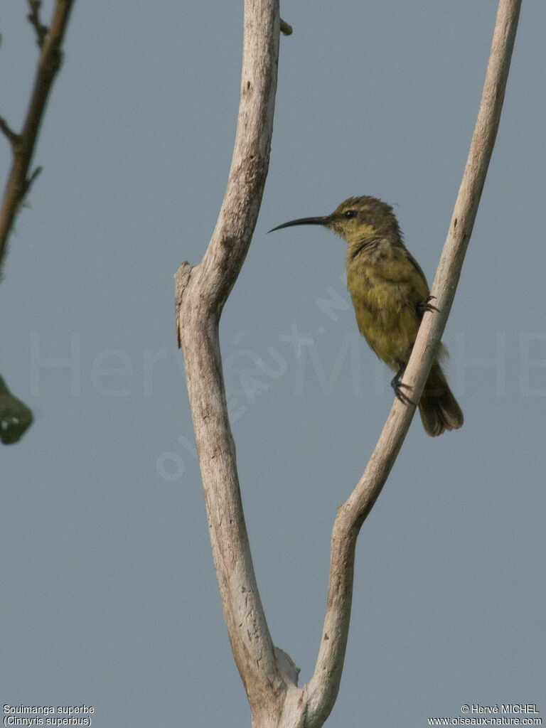 Superb Sunbird female adult