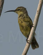 Superb Sunbird