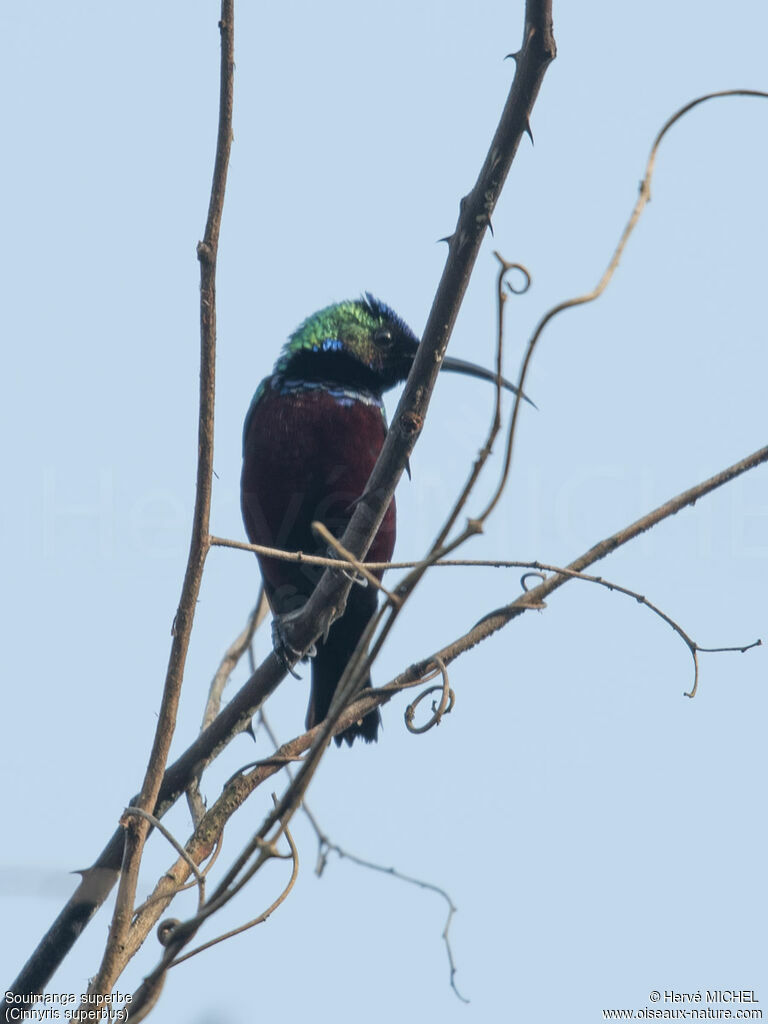 Superb Sunbird male adult breeding