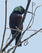 Superb Sunbird