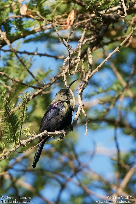 Tacazze Sunbird male immature