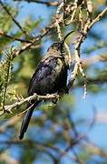 Tacazze Sunbird