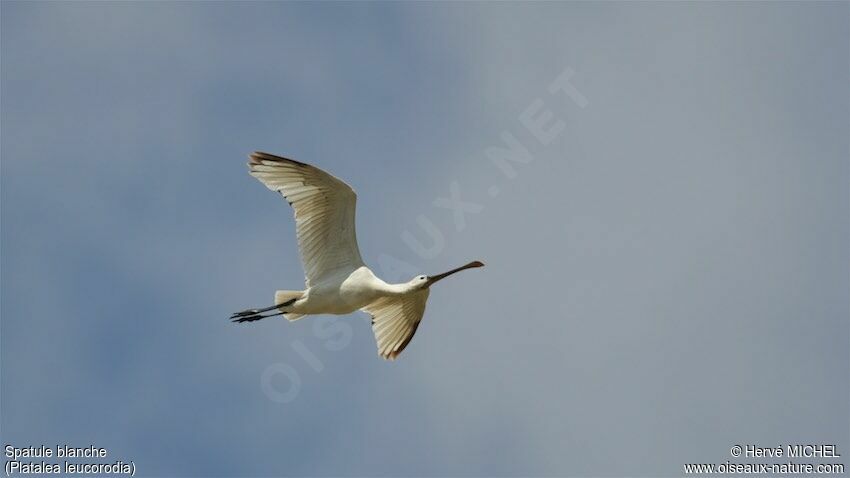 Eurasian Spoonbill