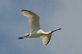 Eurasian Spoonbill