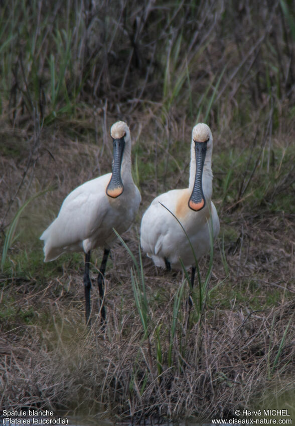 Eurasian Spoonbilladult breeding