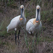 Eurasian Spoonbill