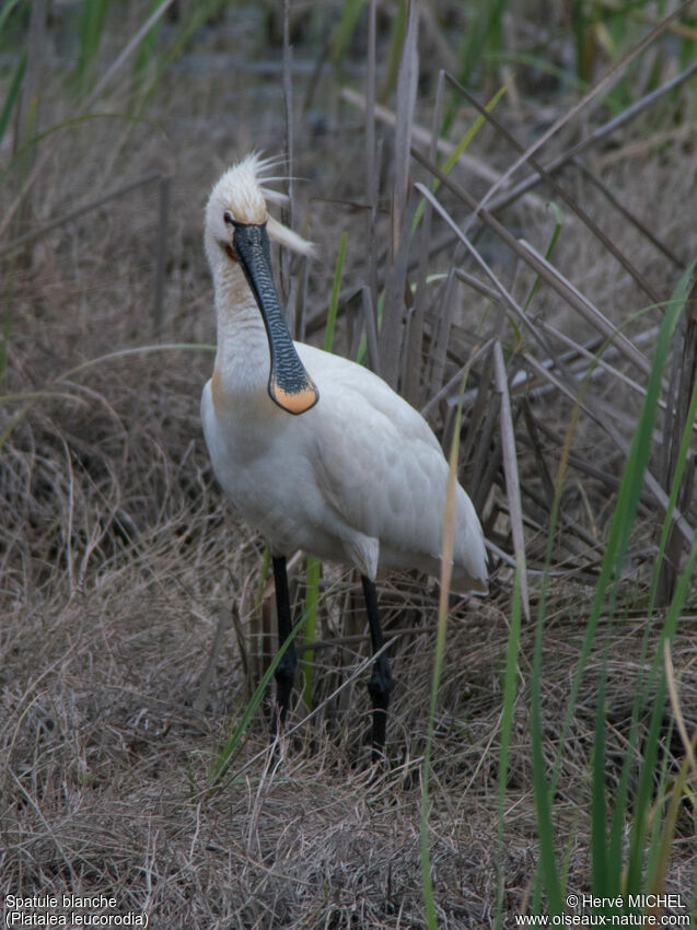 Eurasian Spoonbilladult breeding