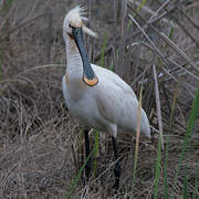 Eurasian Spoonbill